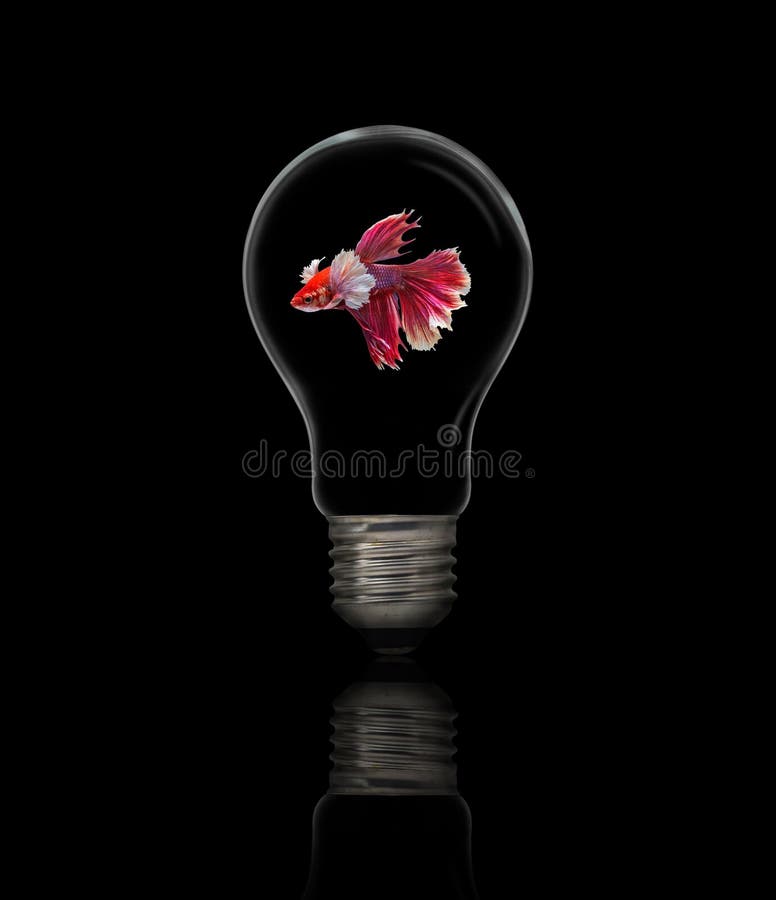 fighter fish in bulb