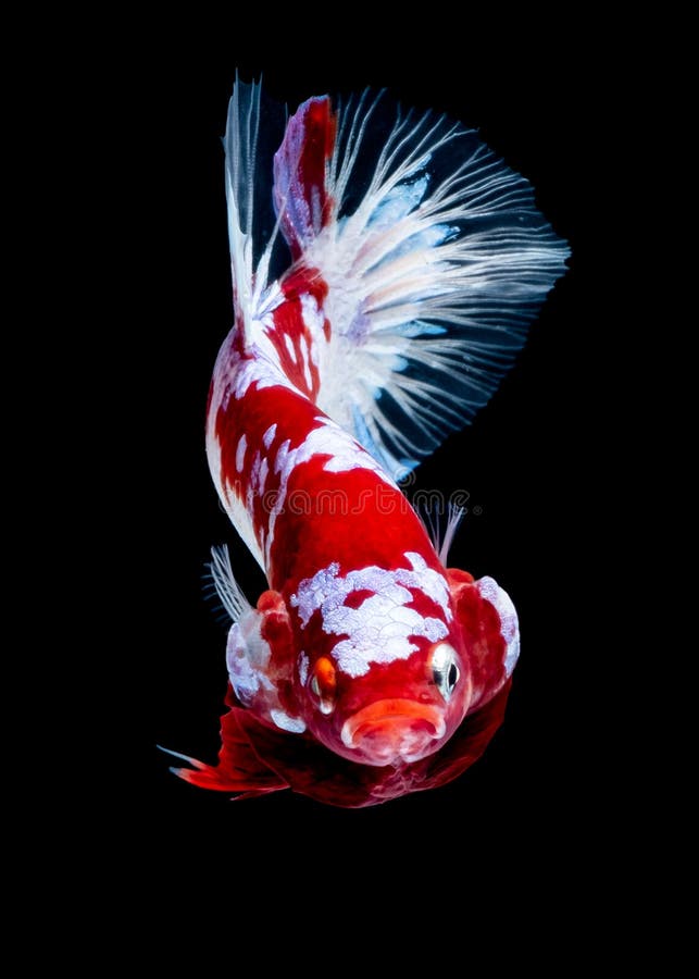 Betta Fish Koi Fish Kohaku Red White Stock Photo Image of space