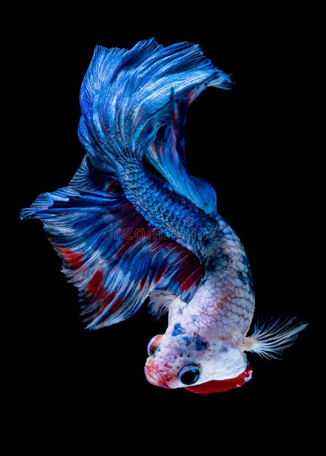 1,642 Red Koi Betta Stock Photos Free & RoyaltyFree Stock Photos