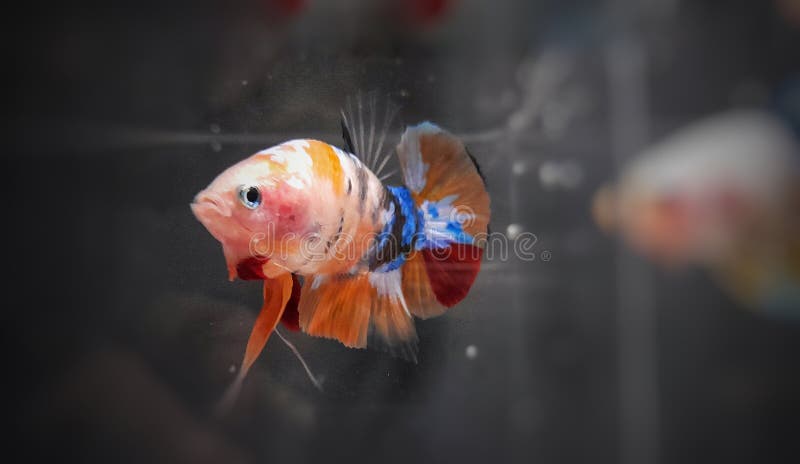 different fighter fish