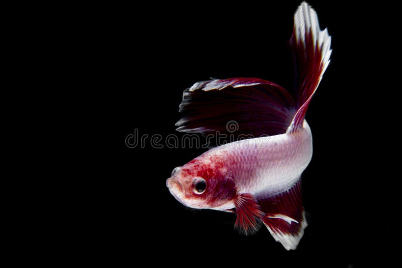 strawberry betta fish