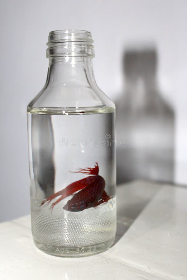 betta fish in bottle