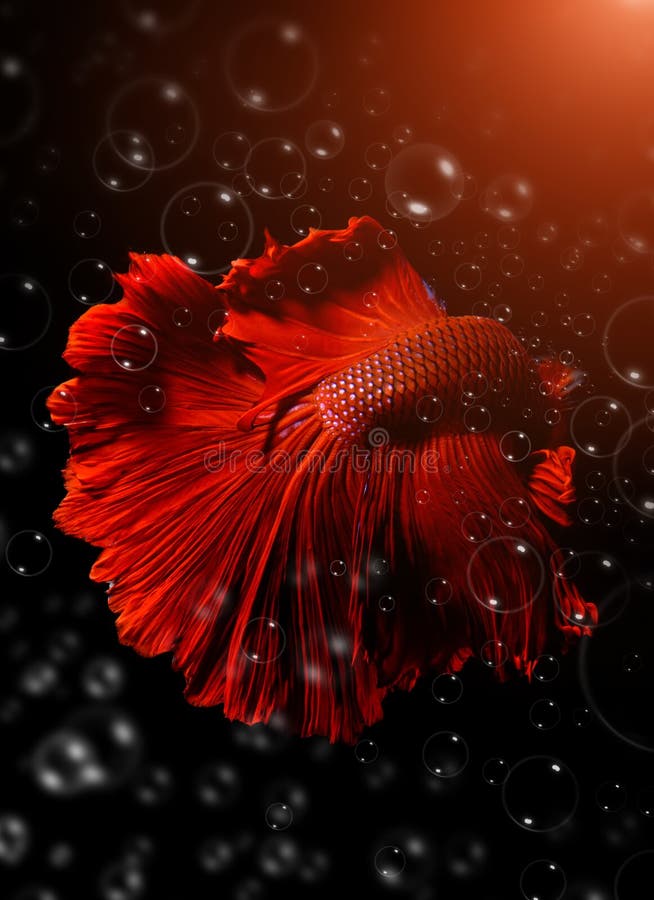 Betta or Saimese Fighting Fish. Stock Photo Image of fancy, fish