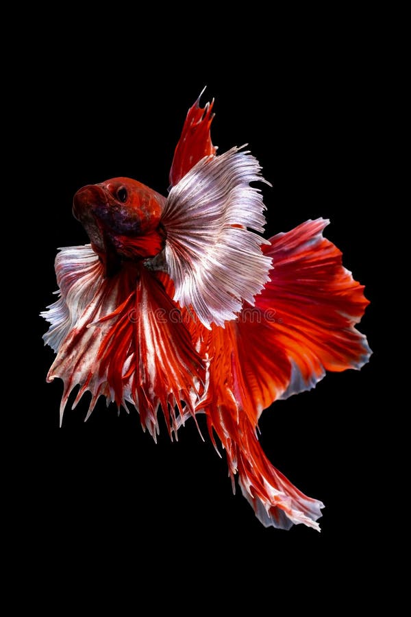 Betta Fish Photos Download The BEST Free Betta Fish Stock Photos  HD  Images