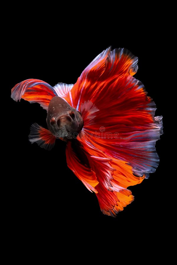 Betta siamese fighting fish từ lâu đã trở thành một loại cá cảnh nổi tiếng trên toàn thế giới. Họ có những đặc điểm riêng như bản năng đấu võ, màu sắc đa dạng và tuyệt vời cho việc trang trí. Được trồng trong những chiếc bể cá độc đáo với hoa tiêu lộng lẫy, betta siamese fighting fish sẽ giúp không gian của bạn trở nên sống động và thu hút hơn.