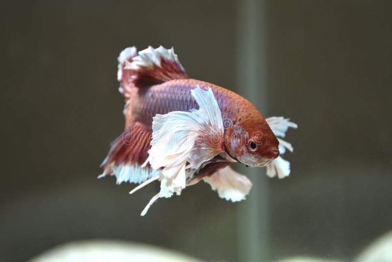 Betta Siamesfisk Bettaelefantöröra isolerat i akvarium Avsluta royaltyfria foton Betta Siamesfisk Bettaelefantöröra isolerat i akvarium Avsluta royaltyfria foton
