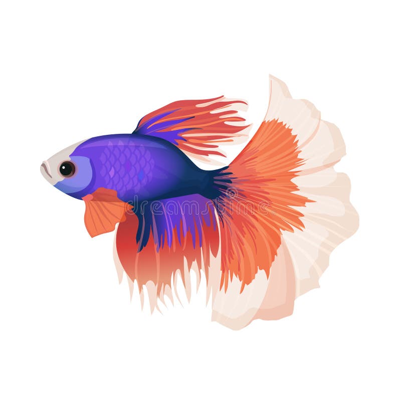 Betta Fish Purple Stock Illustrations – 368 Betta Fish Purple