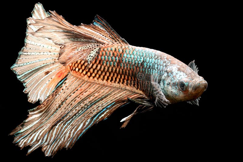 chocolate betta fish