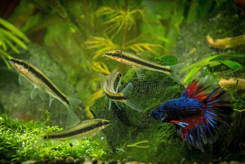 Betta Splendens stock photo. Image of nature, aquarium 53557248