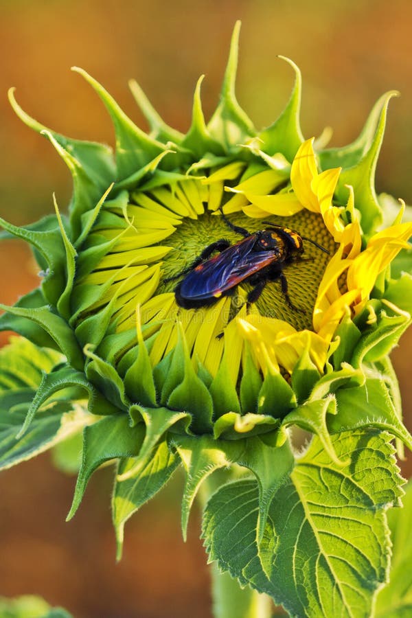 Bettle bug in a sunflower stock image. Image of insect 25383831