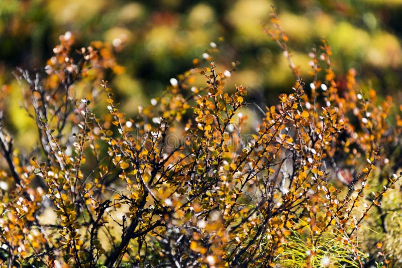 Betula nana dwarf birch. Northern Sweden