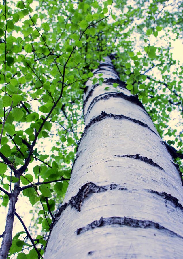 Betula Pendula在早期的春天公园在莫斯科 免版税图库摄影 Betula Pendula在早期的春天公园在莫斯科 免版税图库摄影