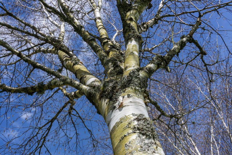 Betula utyres powszechnie znany jako brzoza himalajska. Betula wykorzystuje drzewo w zimie z niebieskim niebem, które jest powszechnie znane jako brzoza himalajska i ma zdjęcie z białej kory
