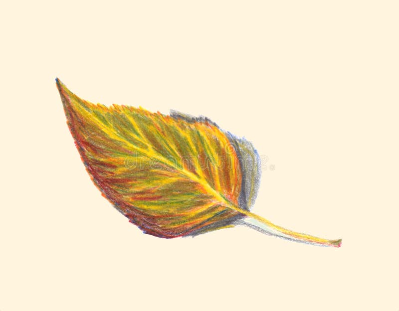 Betulla della foglia di autunno Isolato su un fondo beige leggero Tecnica colorata delle matite Illustrazione disegnata a mano illustrazione vettoriale Betulla della foglia di autunno Isolato su un fondo beige leggero Tecnica colorata delle matite Illustrazione disegnata a mano illustrazione vettoriale
