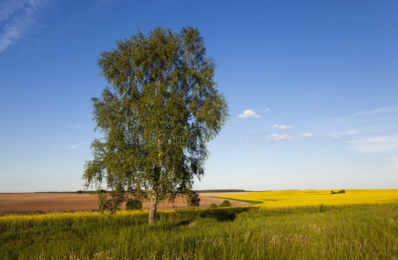 Betulla nel campo della violenza immagine stock Betulla nel campo della violenza immagine stock