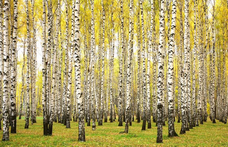 Betulle di autunno fotografia stock libera da diritti Betulle di autunno fotografia stock libera da diritti
