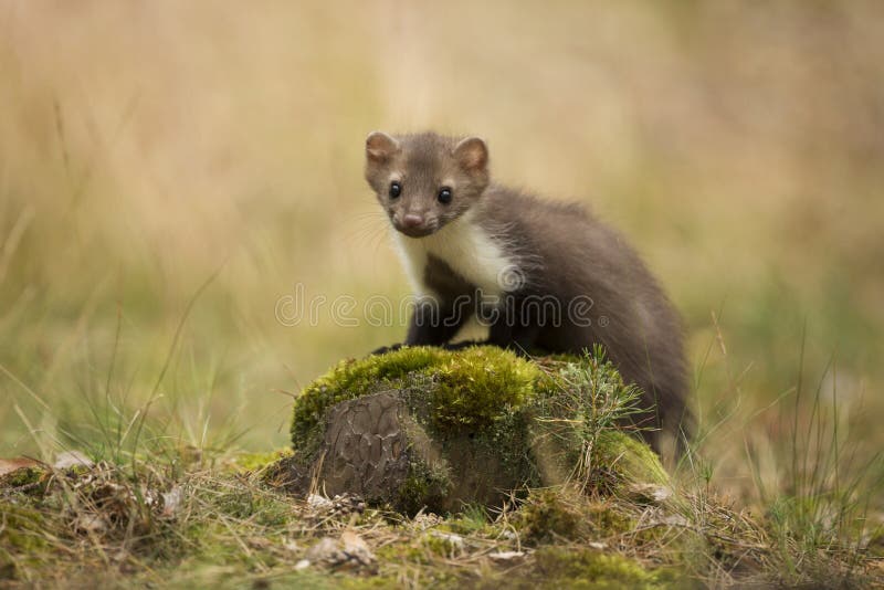 Beuk Maarten stock afbeeldingen
