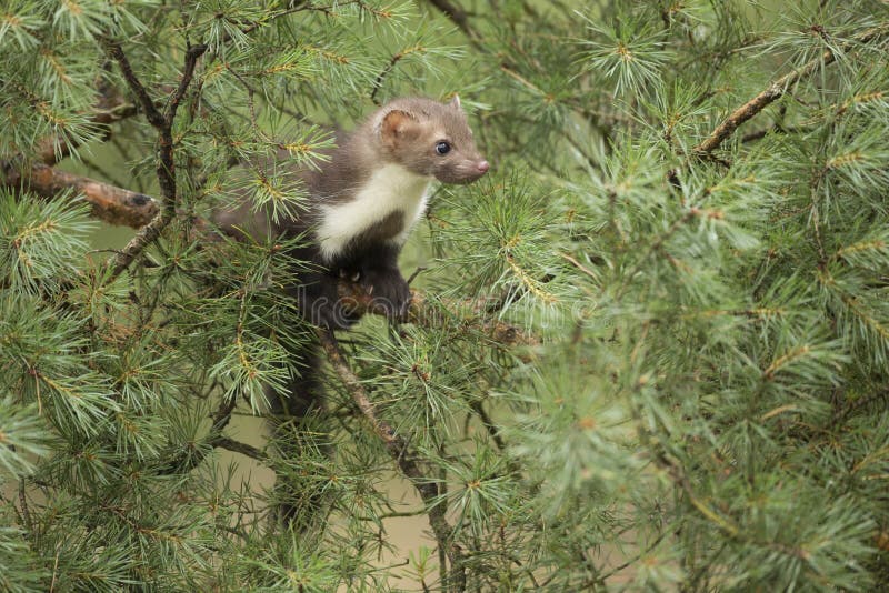 Maarten Beuk royalty-vrije stock afbeelding