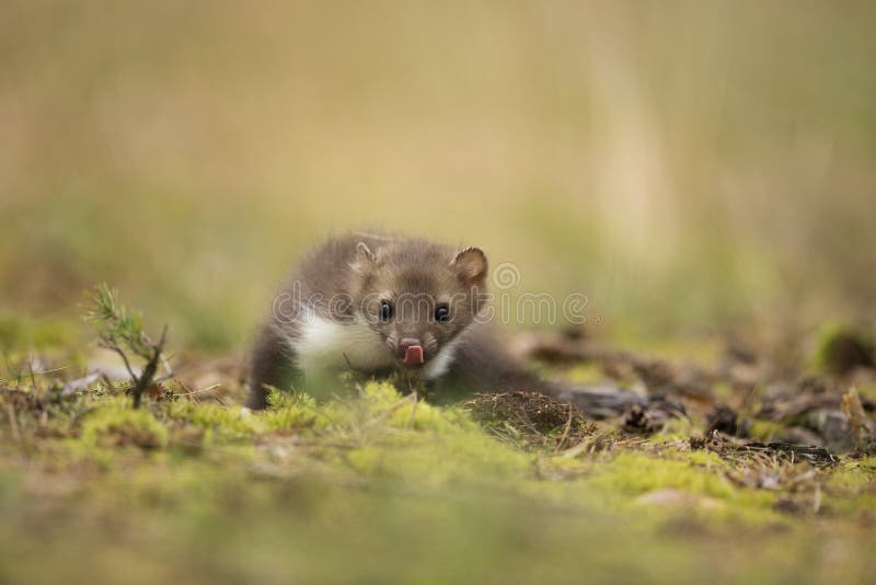 Beech Maarten stock fotografie