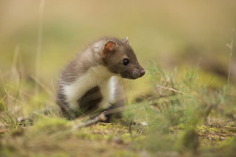 Maarten Beuk royalty-vrije stock foto