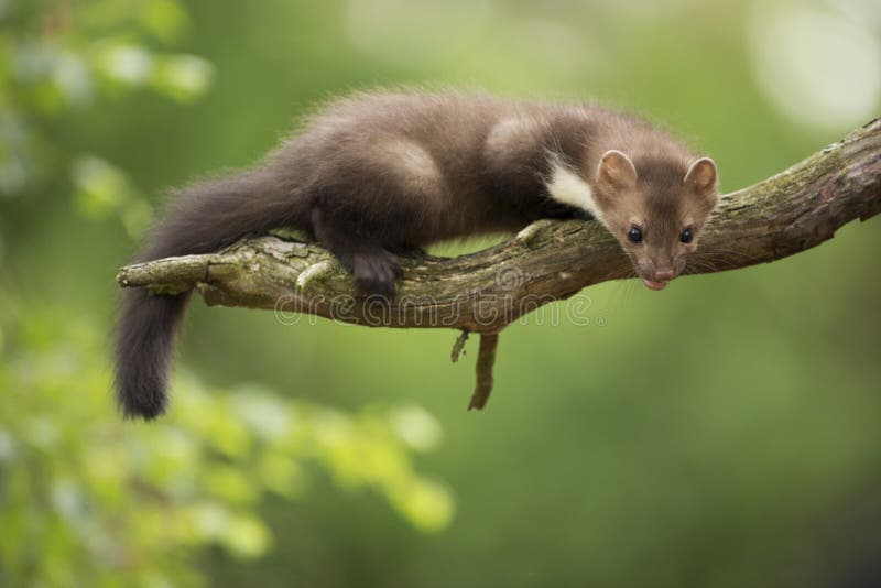 Maarten Beuk stock foto's