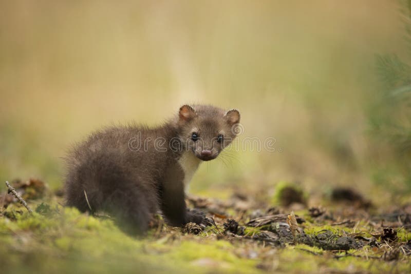 Maarten Beuk royalty-vrije stock afbeeldingen