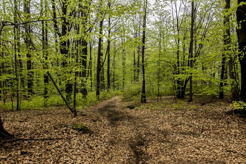 Beukbos in de lente met jongelui, bladeren als achtergrond stock afbeeldingen Beukbos in de lente met jongelui, bladeren als achtergrond stock afbeeldingen