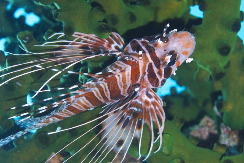 Bevallige Lionfish van Aalmoezenier Burgos, Leyte, Filippijnen stock afbeeldingen Bevallige Lionfish van Aalmoezenier Burgos, Leyte, Filippijnen stock afbeeldingen