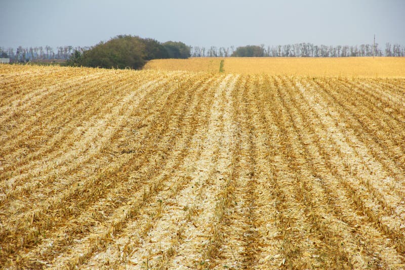 Beveled corn field stretches to the horizon royalty free stock images Beveled corn field stretches to the horizon royalty free stock images