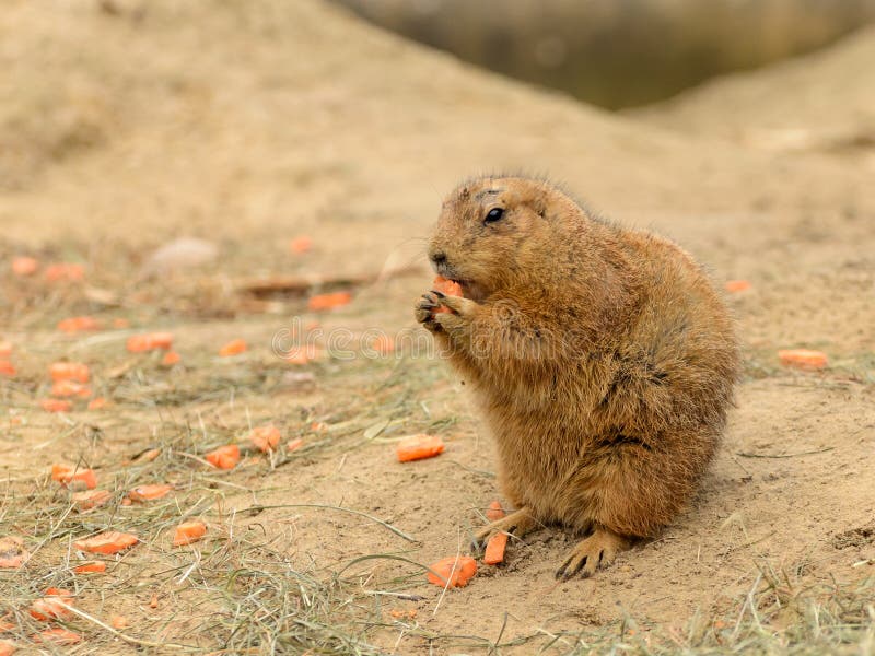 Beaver Eating Carrot Stock Photos - Free & Royalty-Free Stock Photos from  Dreamstime