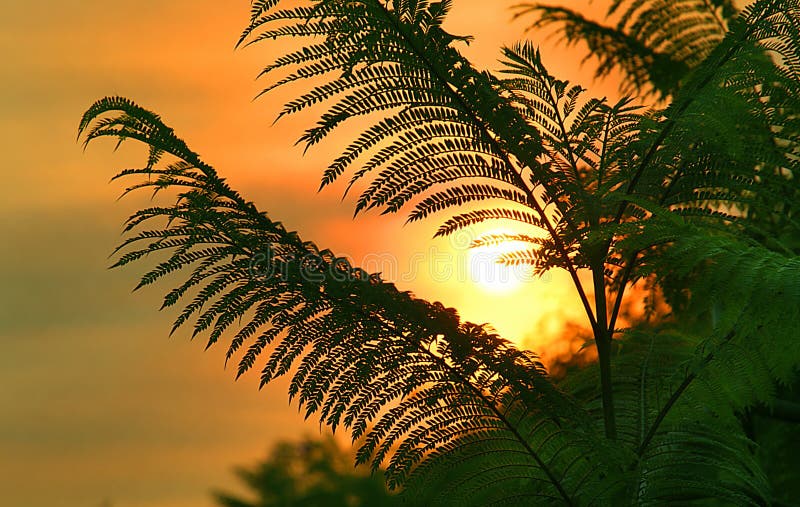 Beverly Hills Sunrise