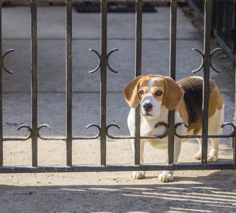 Bevlekte Brakhond die door poortbars kijken royalty-vrije stock fotografie Bevlekte Brakhond die door poortbars kijken royalty-vrije stock fotografie