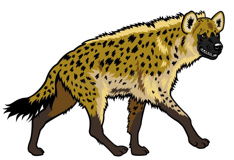 Bevlekte hyena royalty-vrije illustratie Bevlekte hyena royalty-vrije illustratie