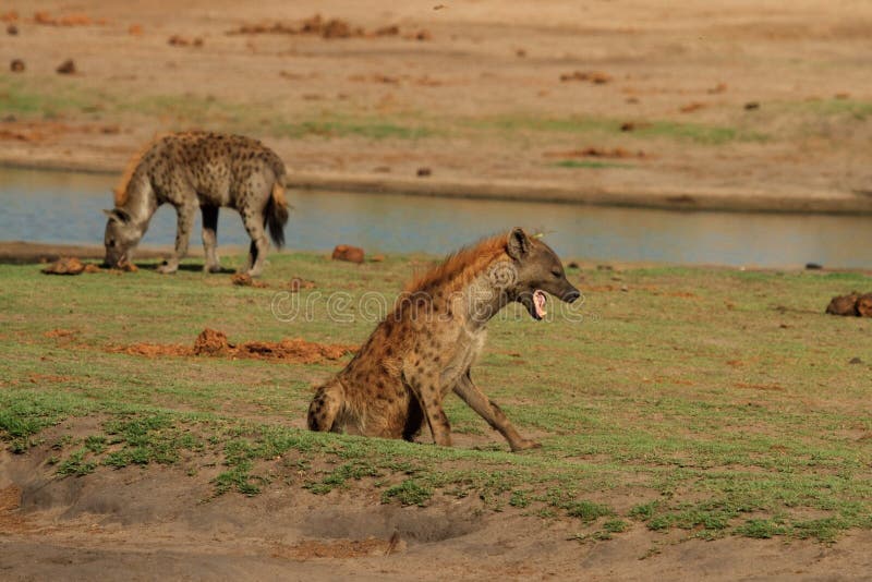 2 bevlekte hyena op de vlaktes in het Nationale Park van Hwange royalty-vrije stock foto's 2 bevlekte hyena op de vlaktes in het Nationale Park van Hwange royalty-vrije stock foto's