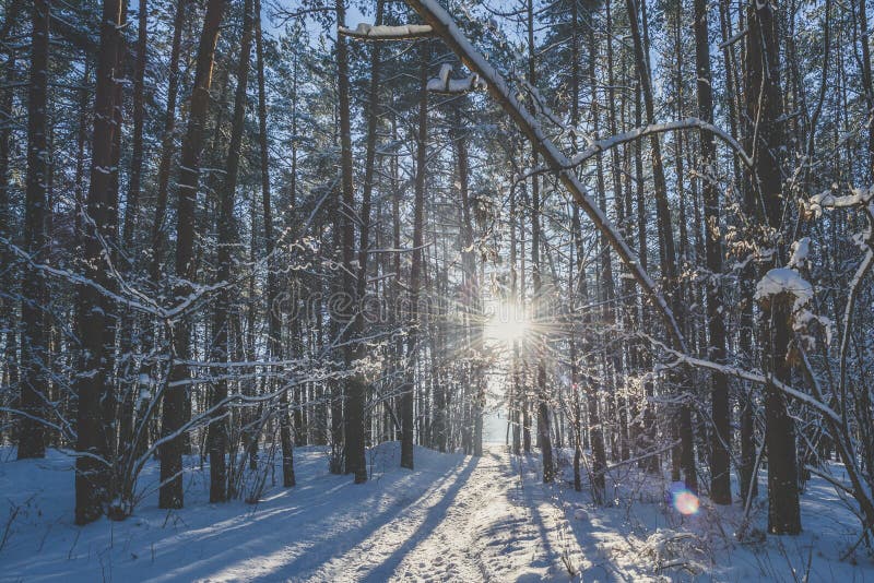 Bevroren bos royalty-vrije stock fotografie