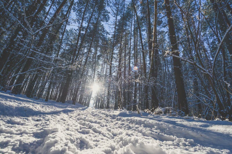 Bevroren bos stock afbeelding
