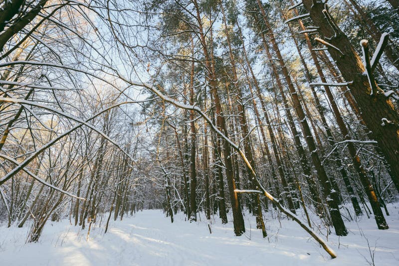 Bevroren bos stock afbeelding