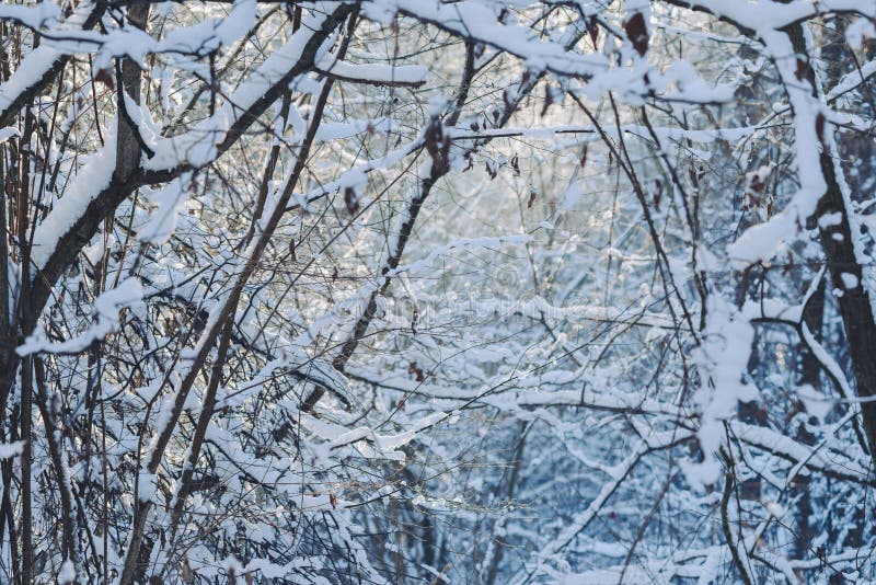 Bevroren bos royalty-vrije stock foto