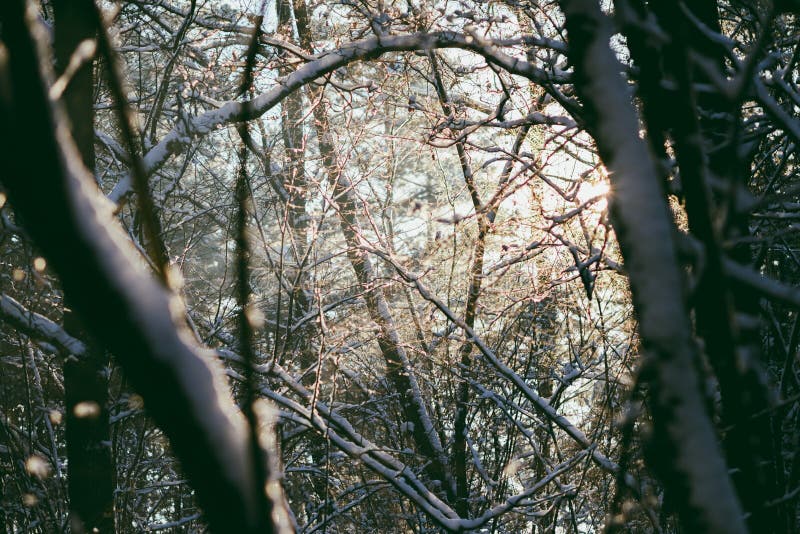 Bevroren bos stock foto's