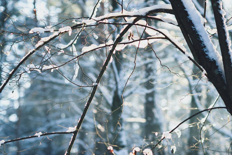 Bevroren bos royalty-vrije stock afbeelding