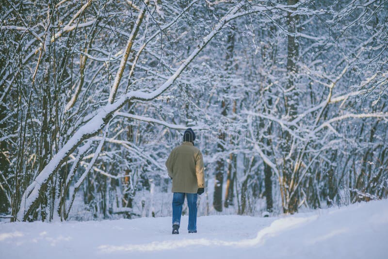 Bevroren bos royalty-vrije stock foto's