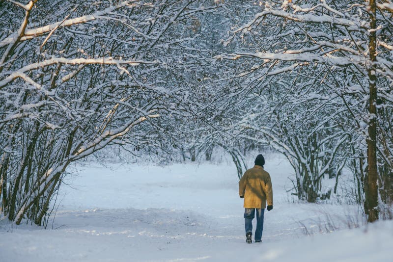 Bevroren bos royalty-vrije stock afbeelding