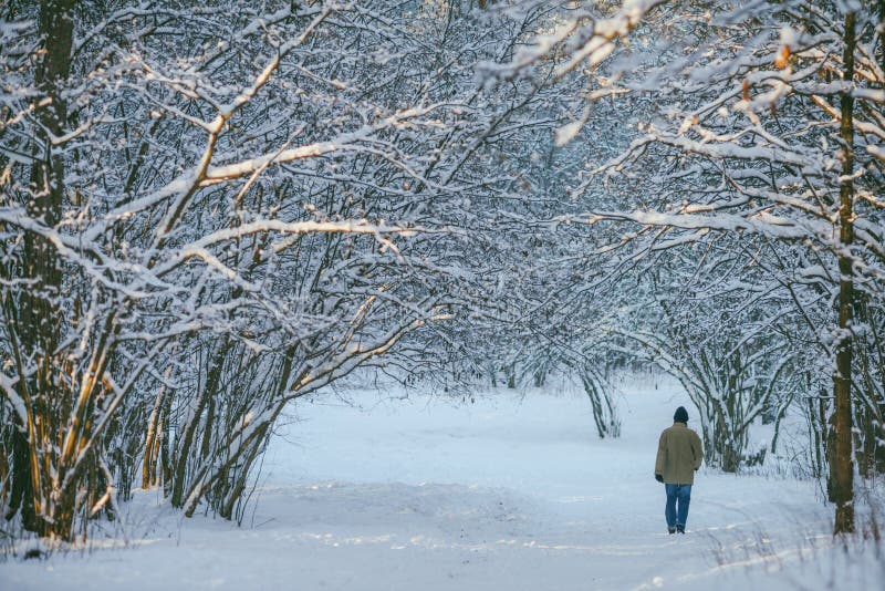 Bevroren bos stock afbeeldingen