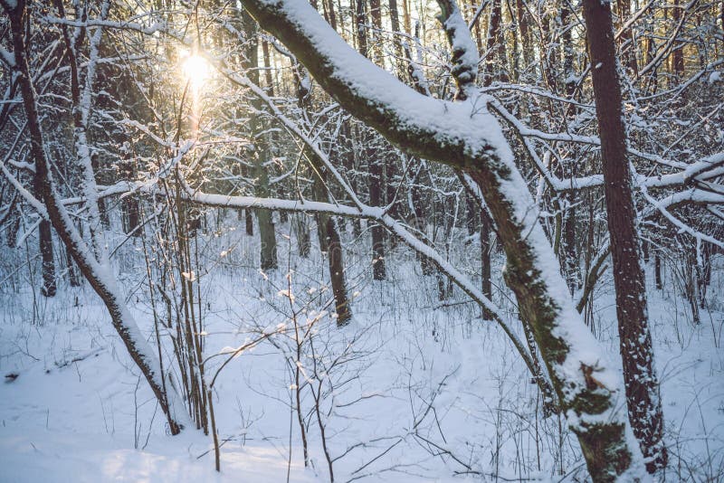 Bevroren bos royalty-vrije stock foto's