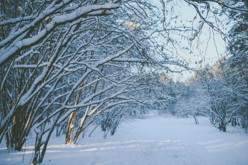 Bevroren bos stock afbeeldingen