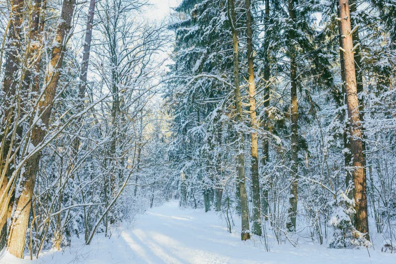 Bevroren bos royalty-vrije stock foto's