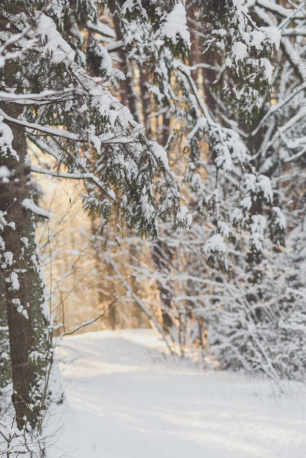 Bevroren bos royalty-vrije stock foto's
