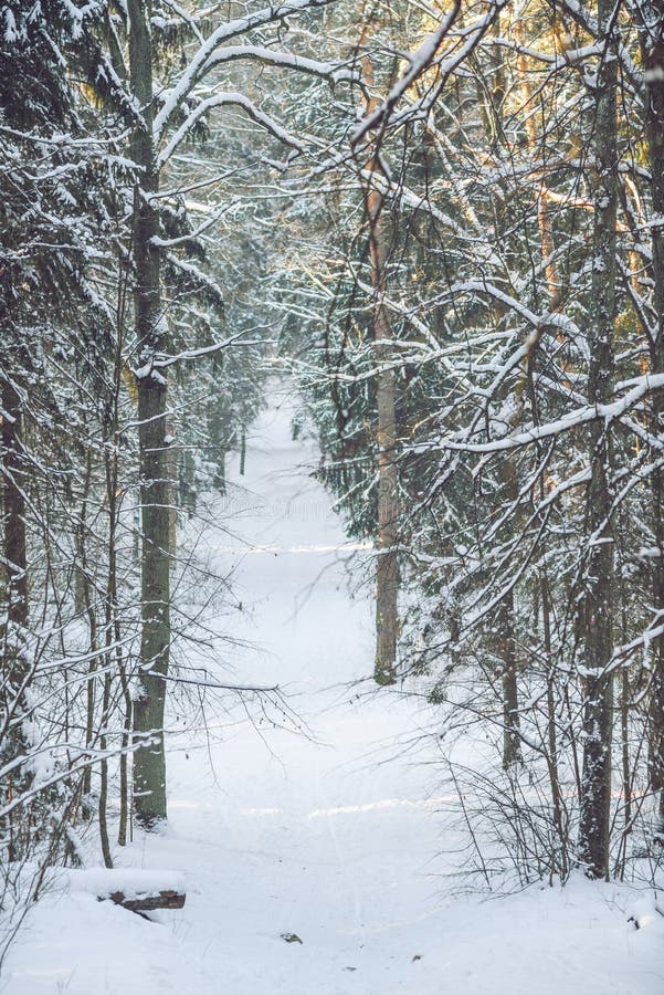 Bevroren bos stock foto