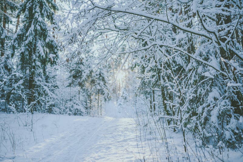 Bevroren bos stock foto's