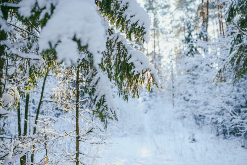 Bevroren bos stock afbeelding